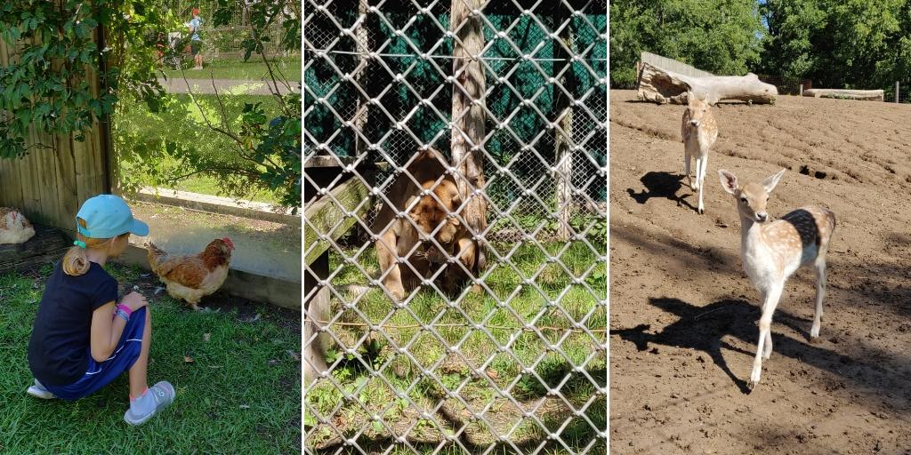 Getting up close with the wildlife at Brantford Twin Valley Zoo