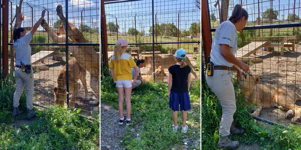 Brantford Twin Valley Zoo Active Parents learning about the lions