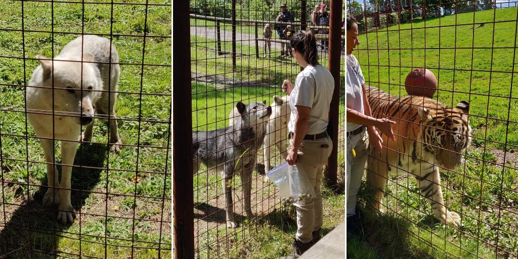 Brantford Twin Valley Zoo wolves and tigers