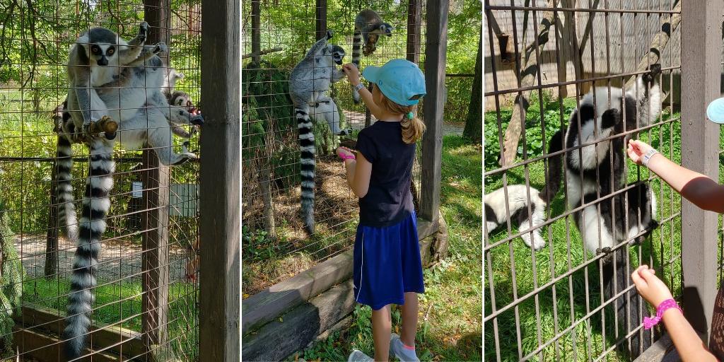 Feeding the lemurs during our special tour