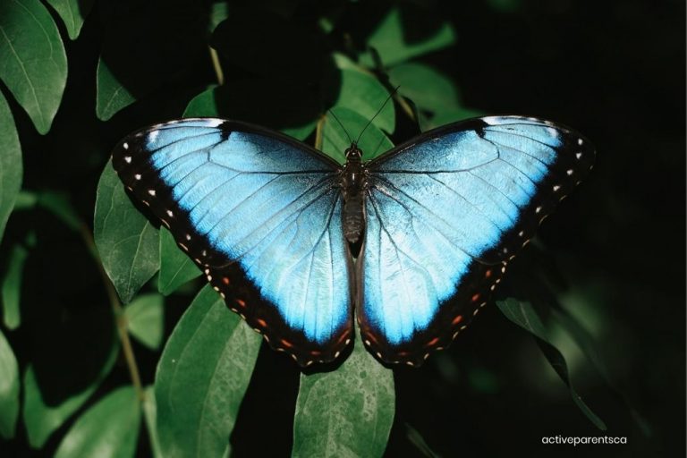 Cambridge Butterfly Conservatory