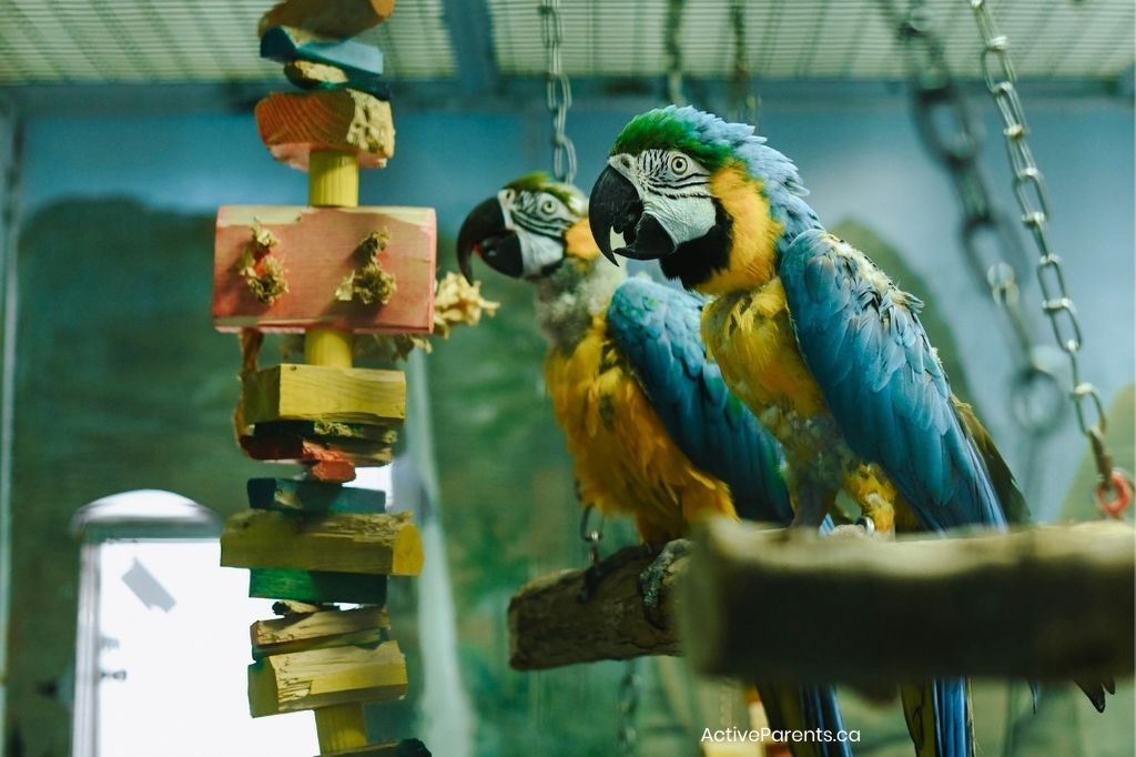 macaws at the hamilton aviary