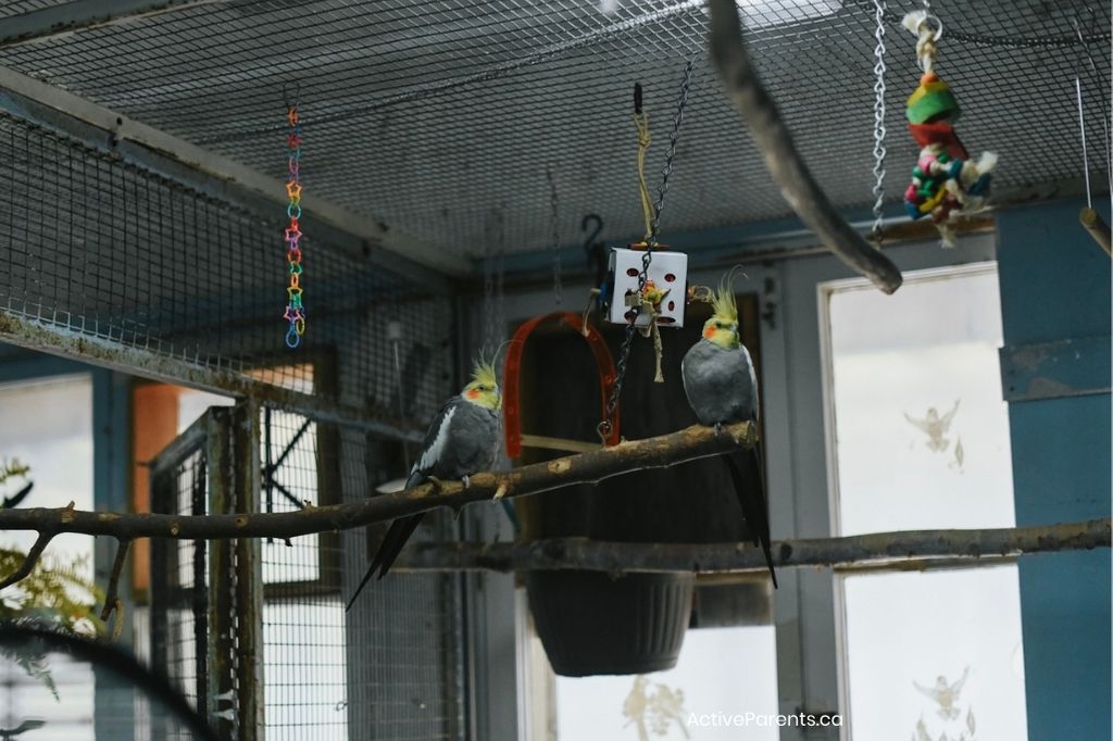 birds at the hamilton aviary