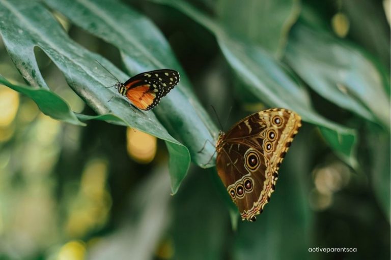 Cambridge Butterfly Conservatory