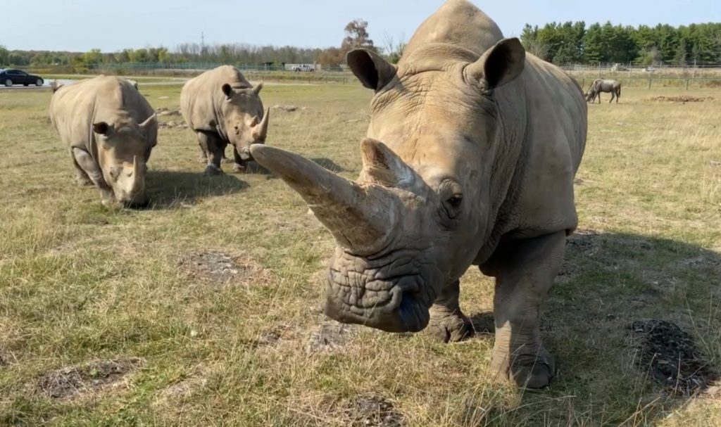 Rhinos at African Lion Safari