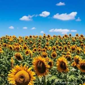 sunflower fields near hamilton and halton