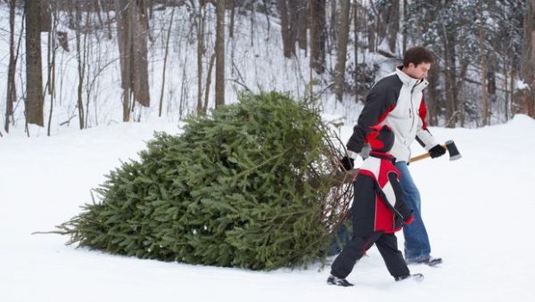 cut your own christmas tree farms near hamilton and burlington