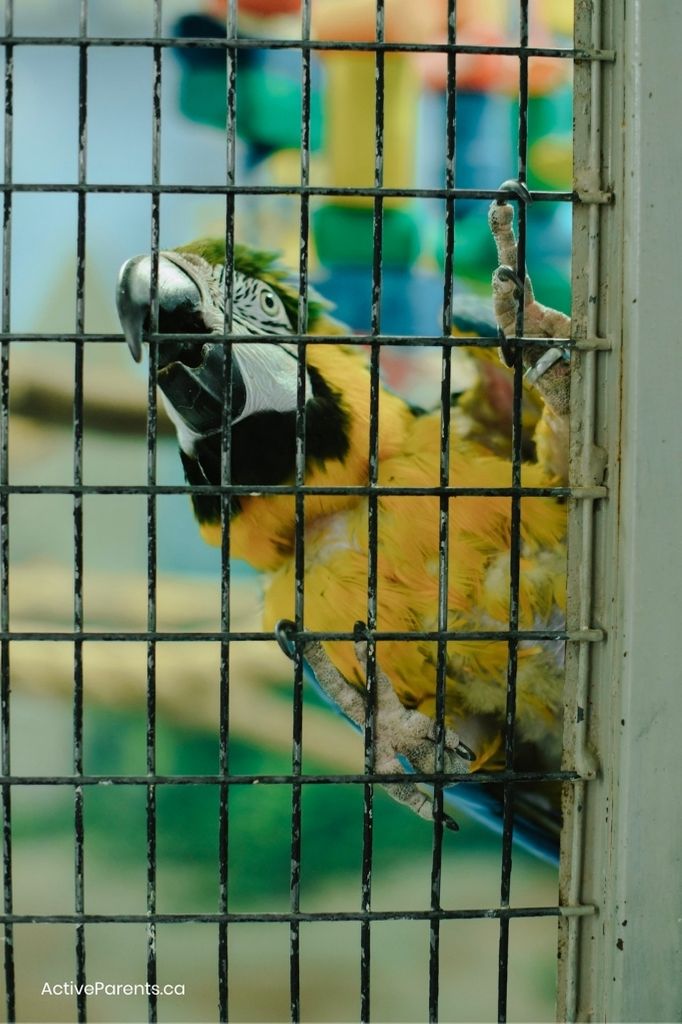 a colourful macaw parrot at the bird aviary in Hamilton