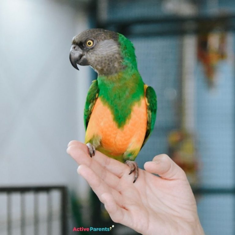 hamilton aviary bird sanctuary