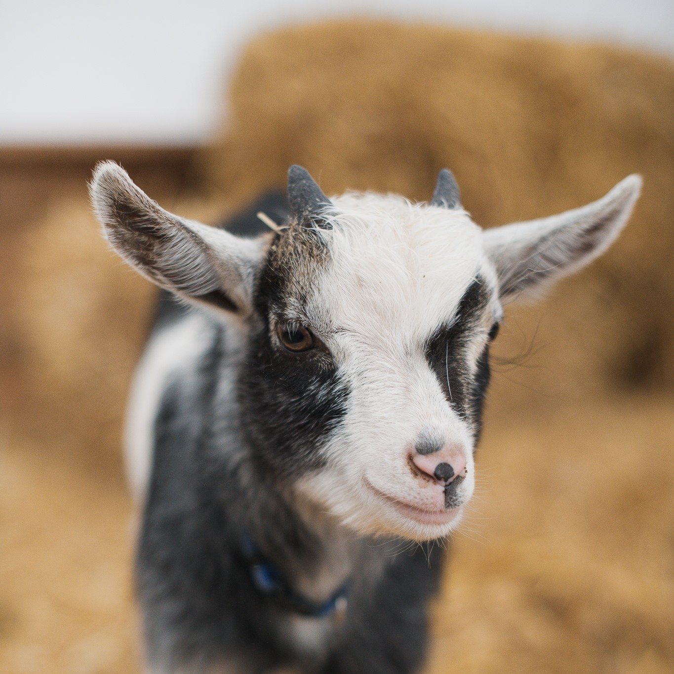 goats at triple c farm