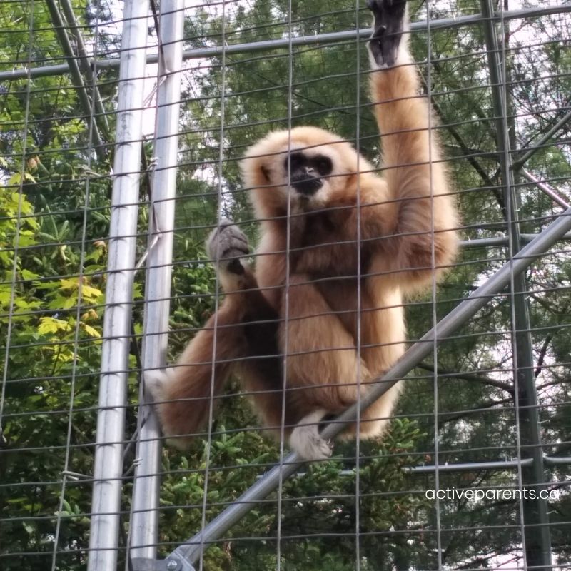 gibbon monkey safari niagara