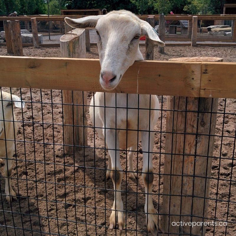 goats at safari niagara