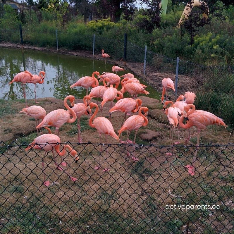 flamingoes at safari niagara