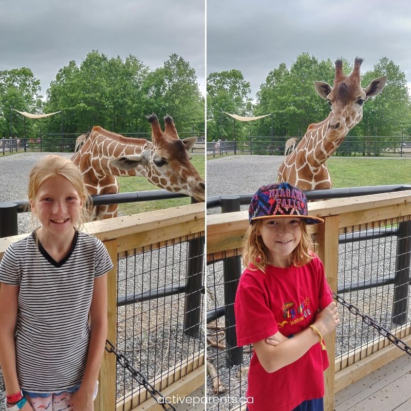 giraffes and the girls