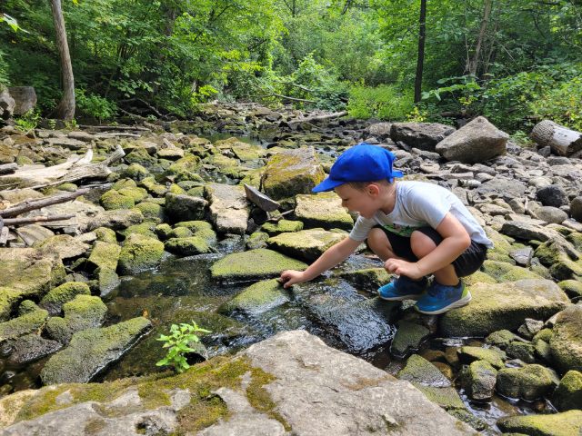 Hilton Falls Stream