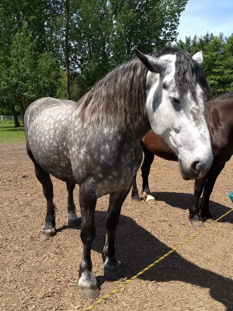 horse from mountsberg conservation area