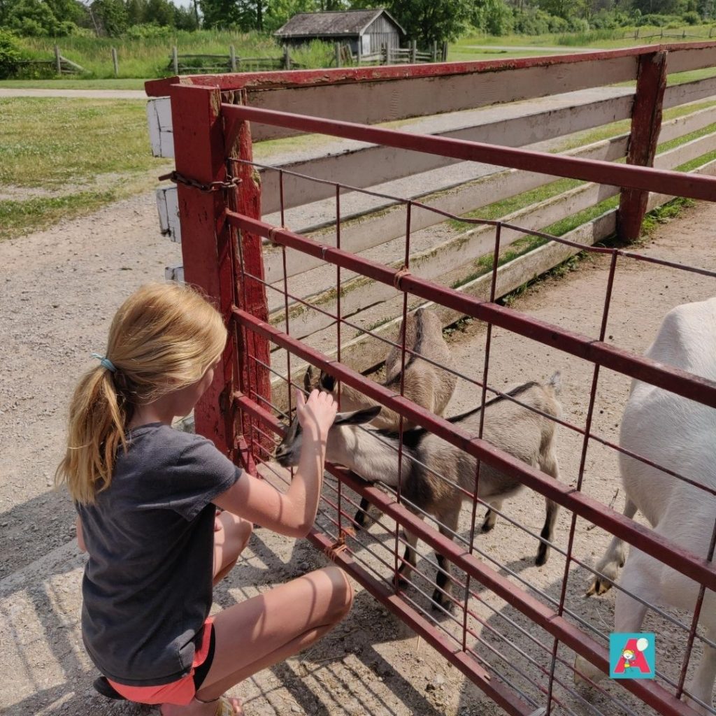 meeting farm animals at Bronte Creek Provincial Park