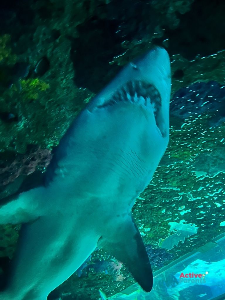 shark in the shark tank