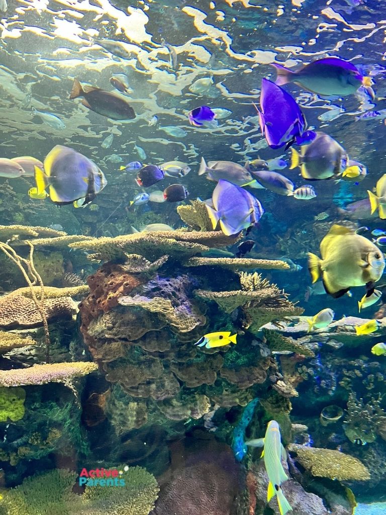 tropical fish tank at ripley's aquarium of canada
