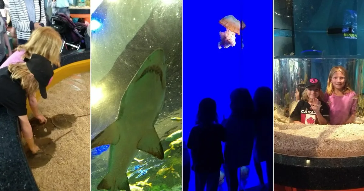 Ripley's Aquarium: Video Tour Highlights + FAQs – Active Parents