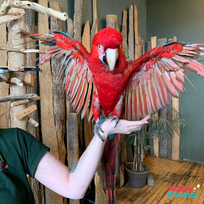 a beautiful red macaw parrot at bird kingdom niagara falls