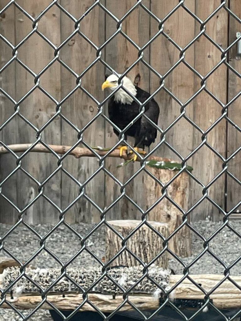 bald eagle at the raptor centre