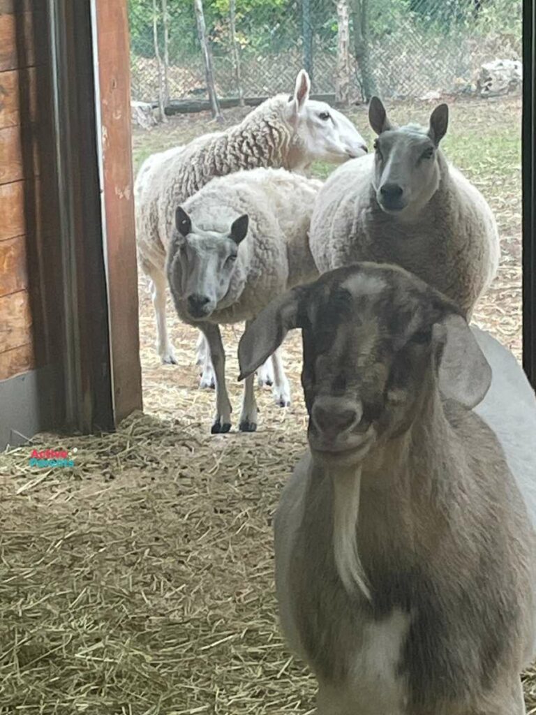 farm animals at mountsberg conservation area