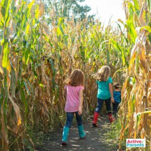 Corn Mazes Hamilton Burlington