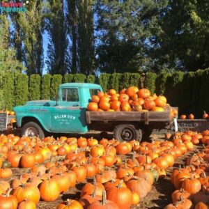 fall festivals this weekend