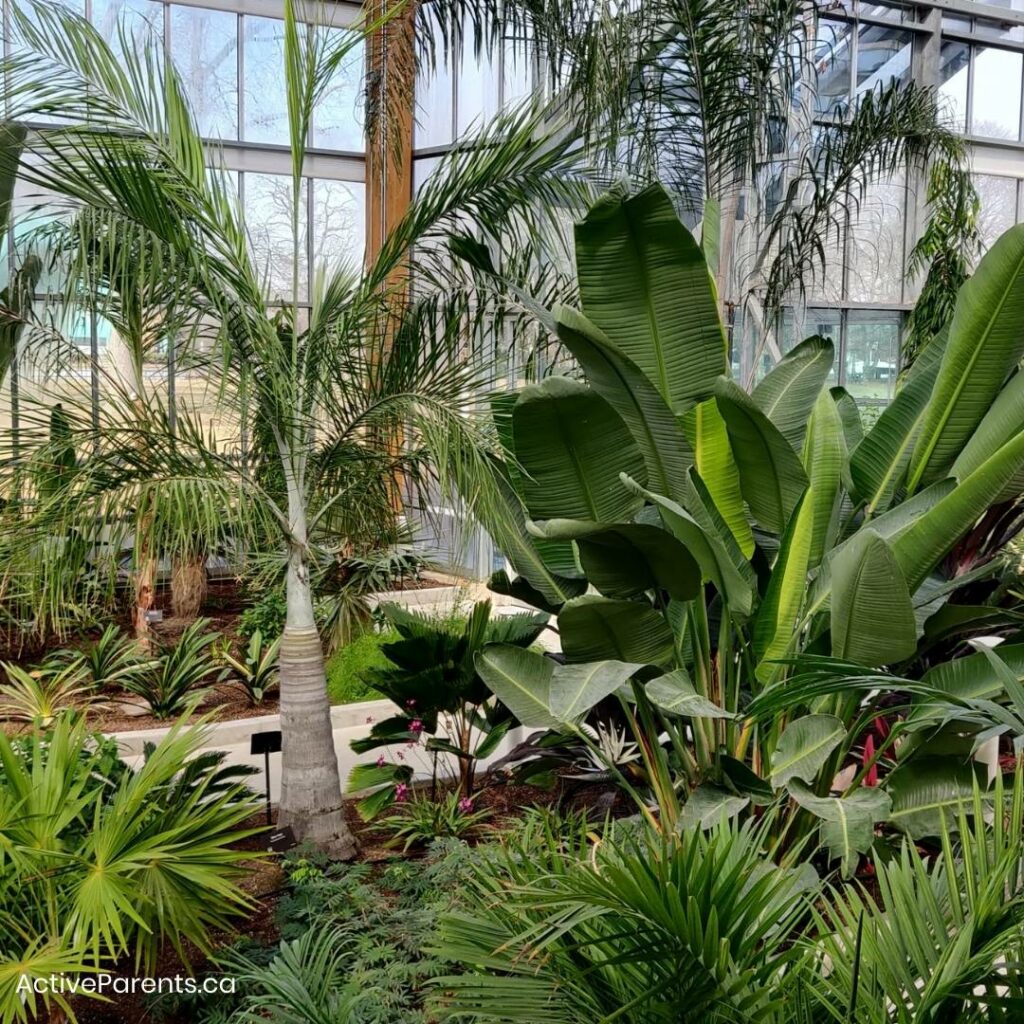 Beautiful plants and tree at gage park greenhouse