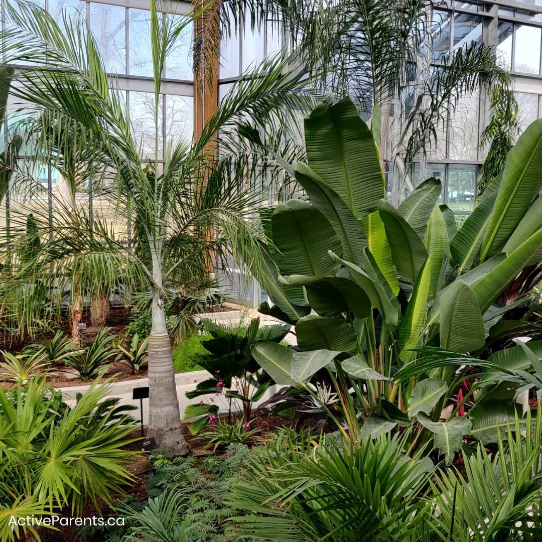 Gage Park Greenhouse: Tropical Oasis in The City – Active Parents