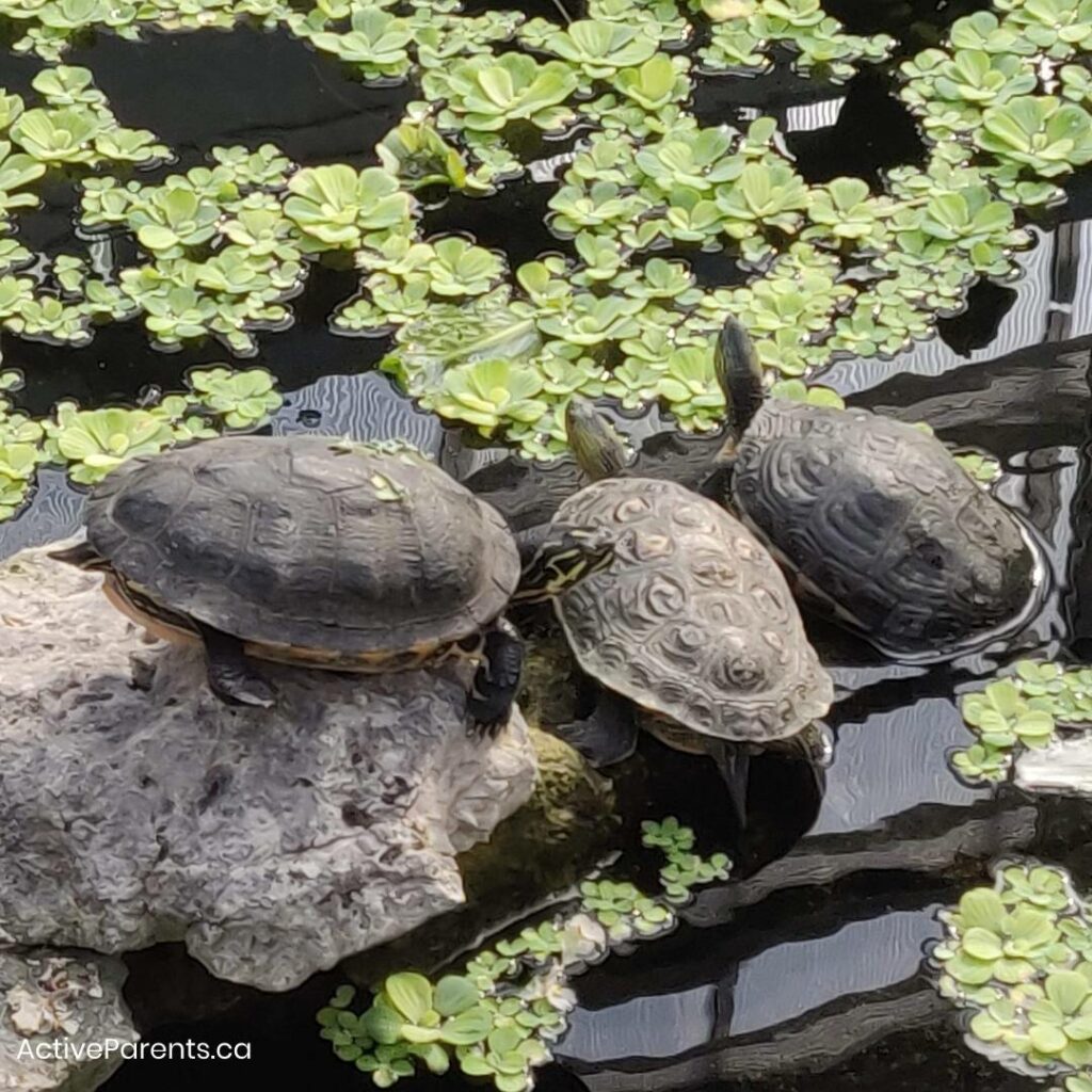 hamilton greenhouse is home to some turtles