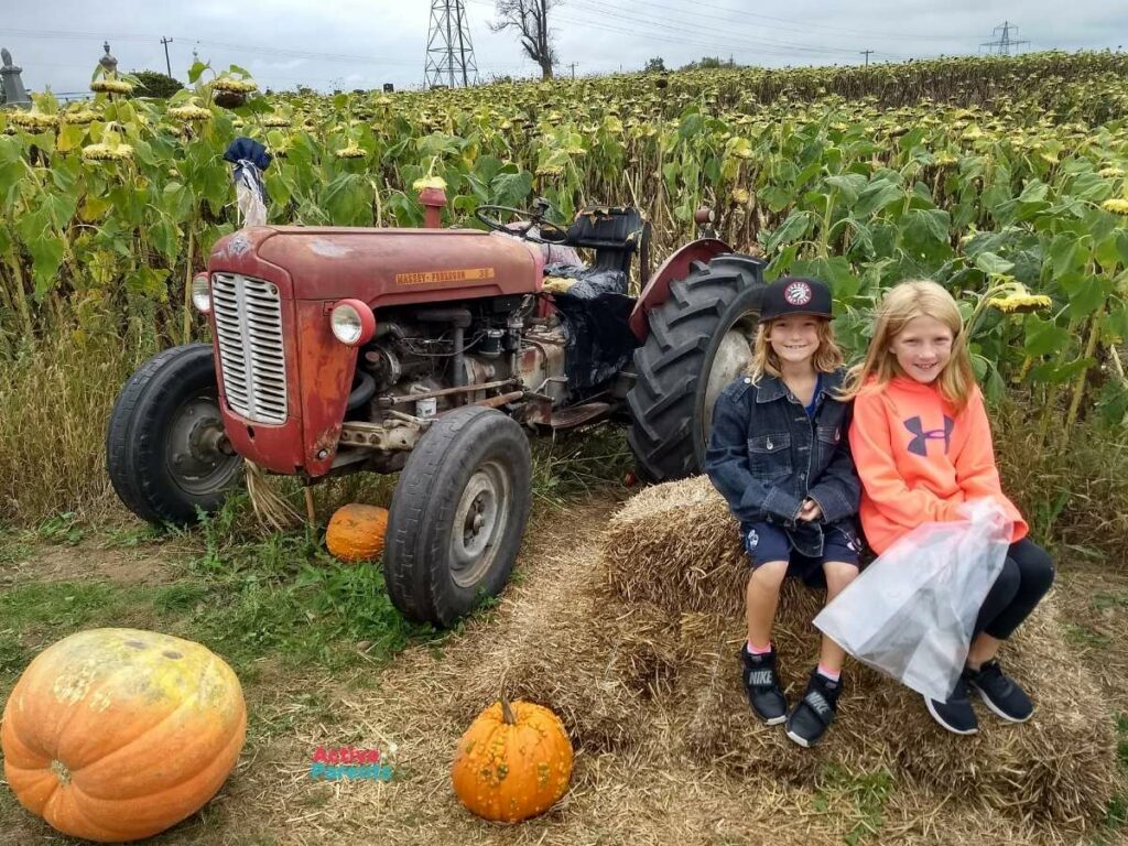 girls enjoying the sunflower fields at the apple orchard