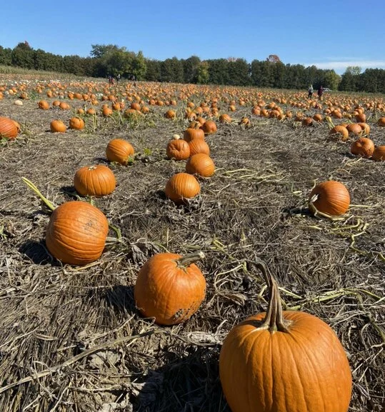 Pumpkins are just one part of the fall festival at Brantwood farms