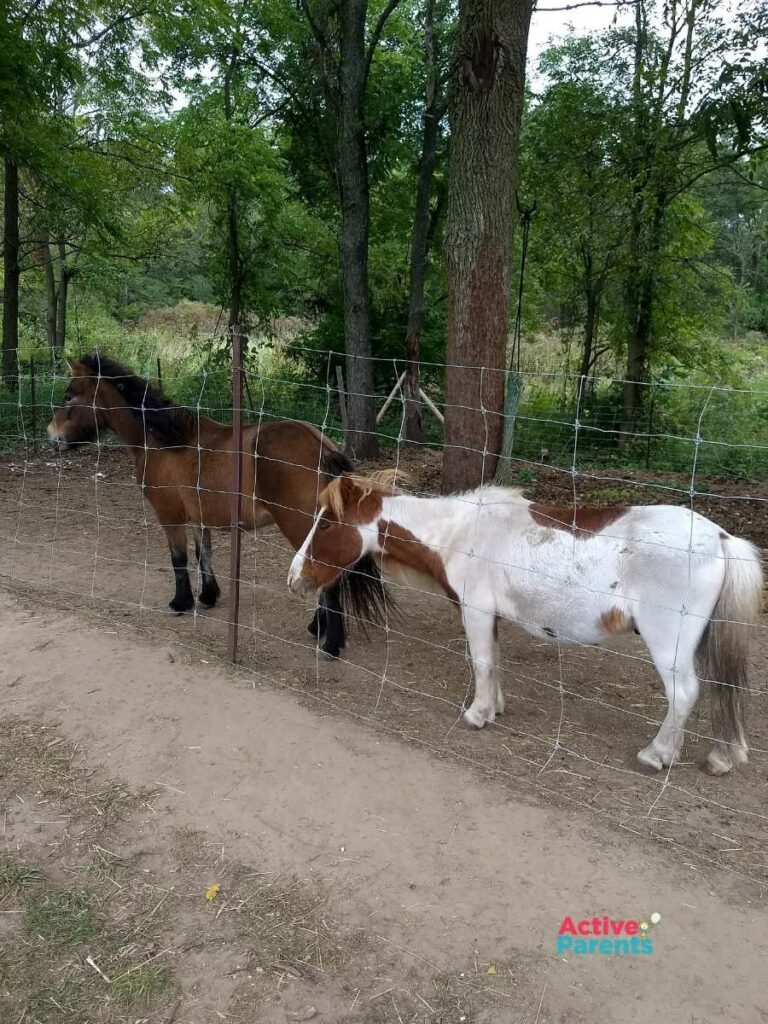 meeting the horses and donkeys at the Apple Orchard