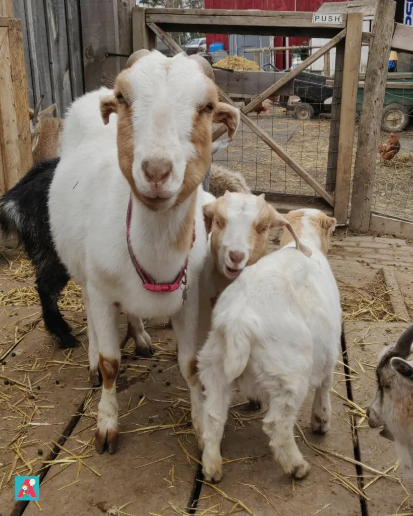 goat at petting zoo triple c farm