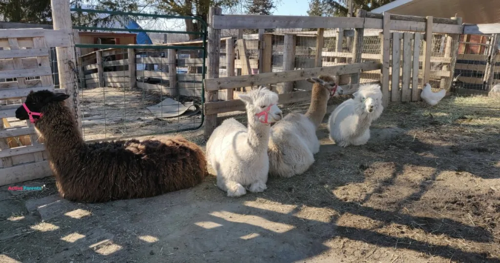 petting zoo alpacas in hamilton