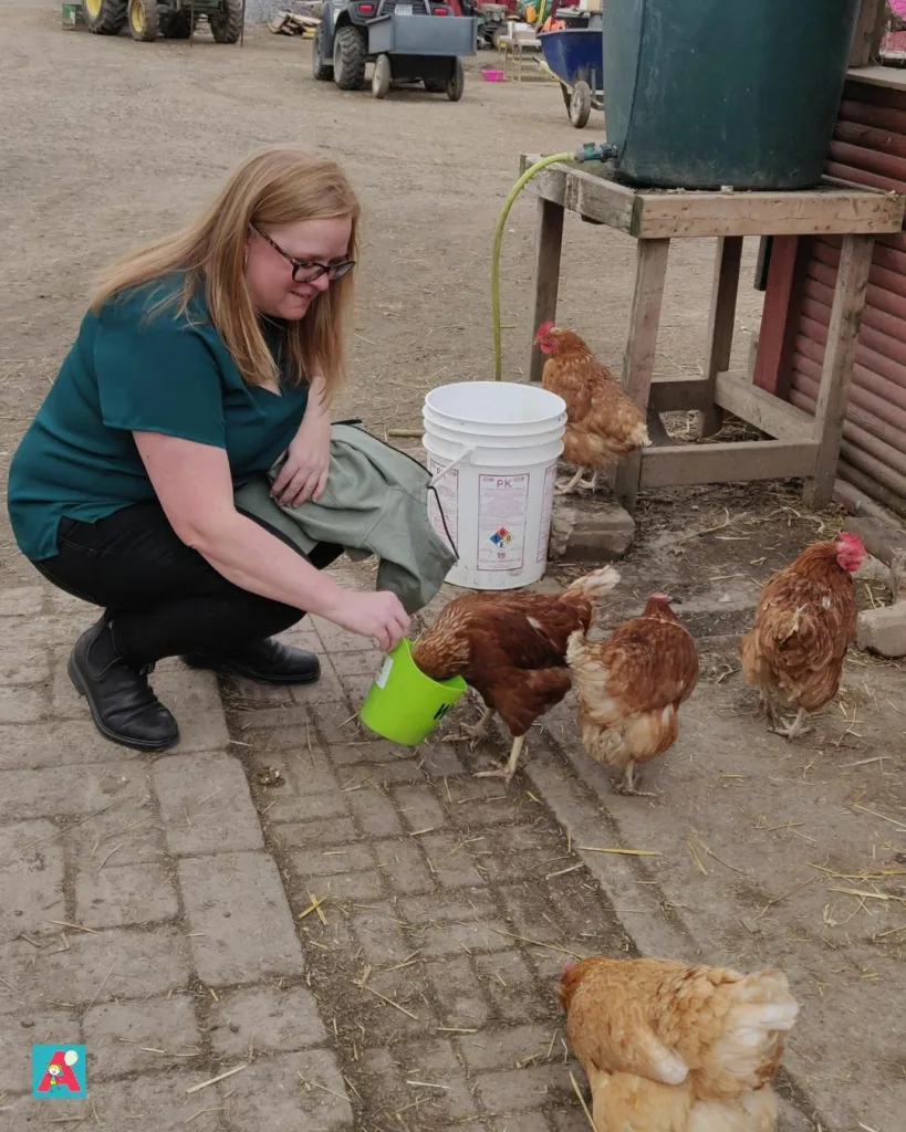 Amber feeding chickens at triple c farm in ancaster