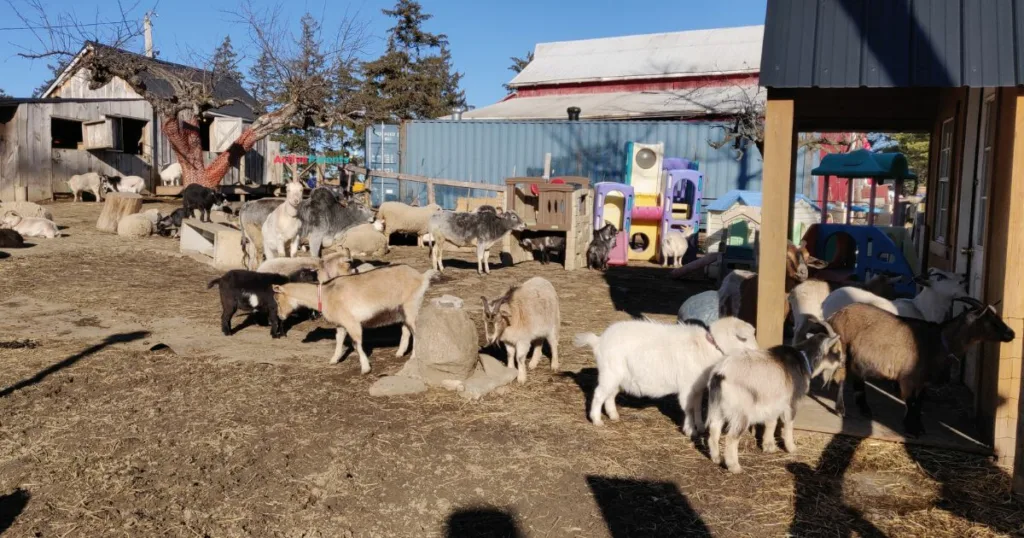 Goats in the goat enclosure at Triple C