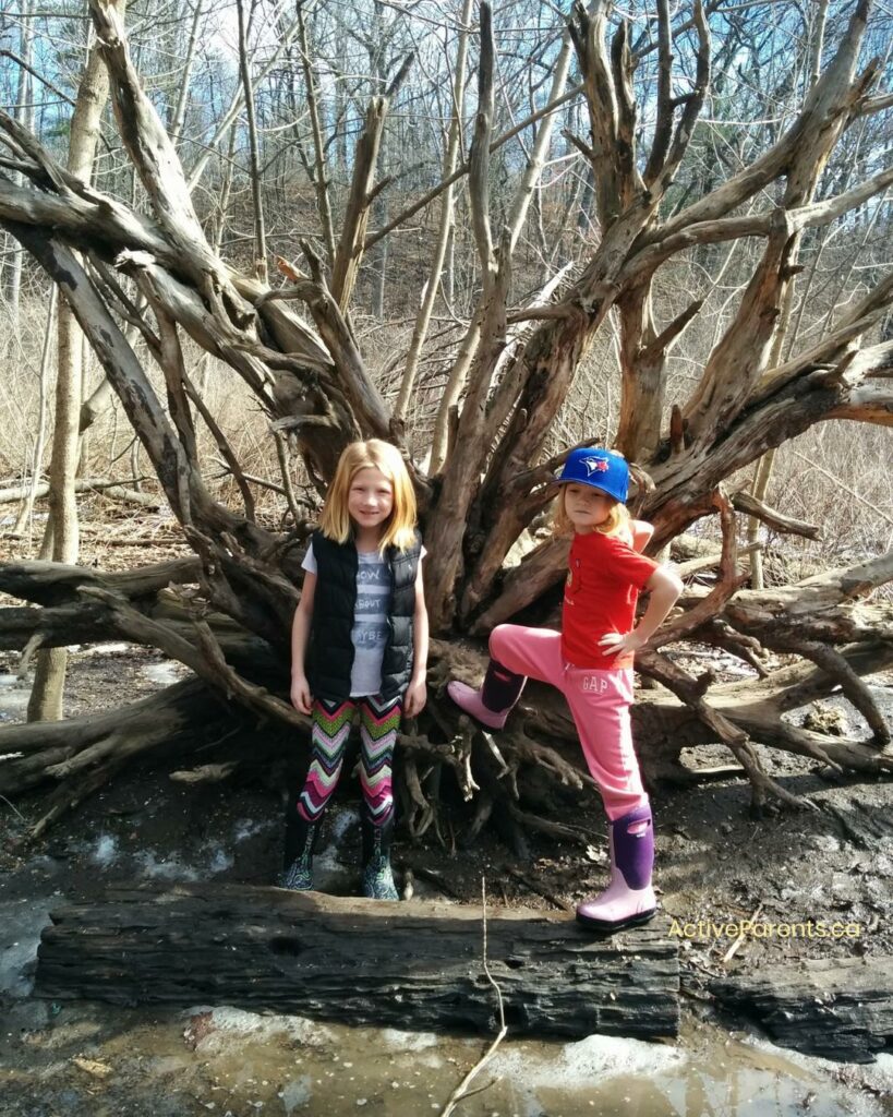 An upturned stump along Cherry Hill trail in Burlington