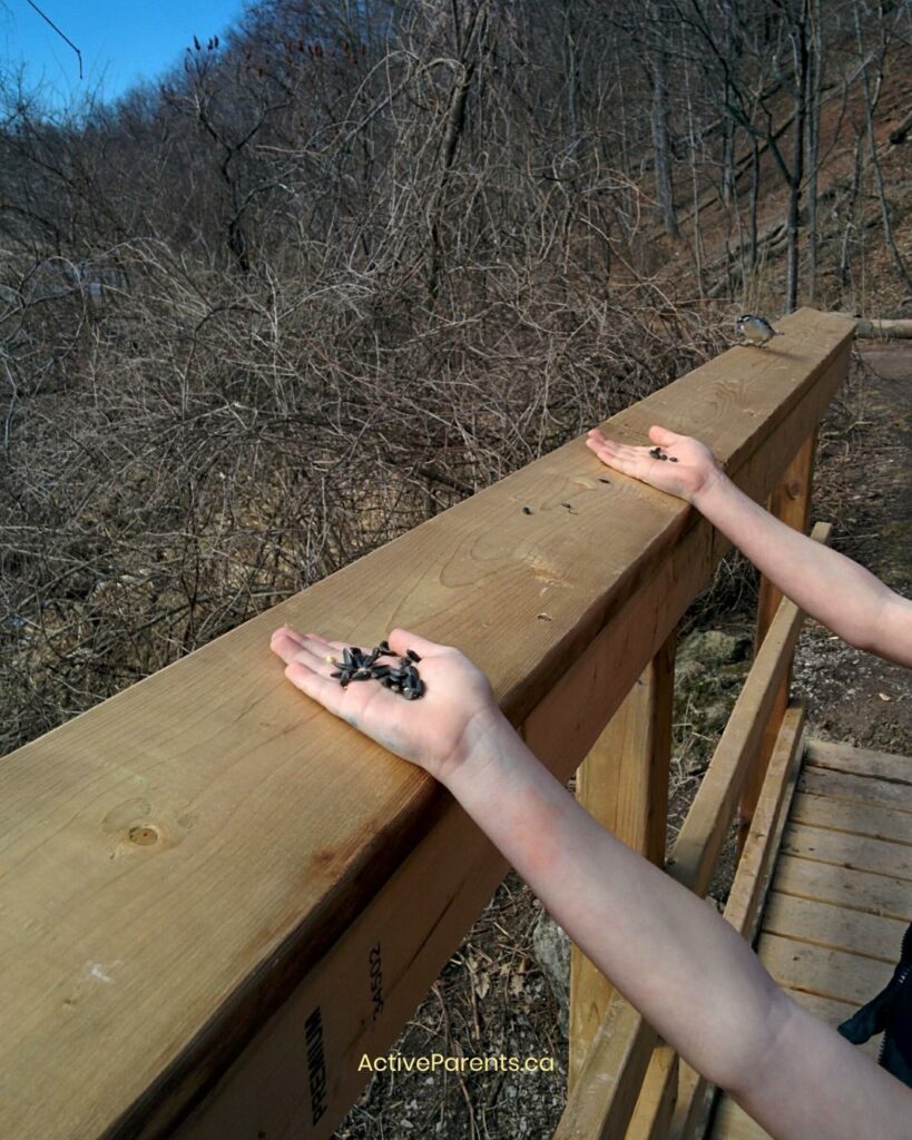 feeding birds at Royal Botanical Gardens CHerry Hill Gate Hendrie Valley trail