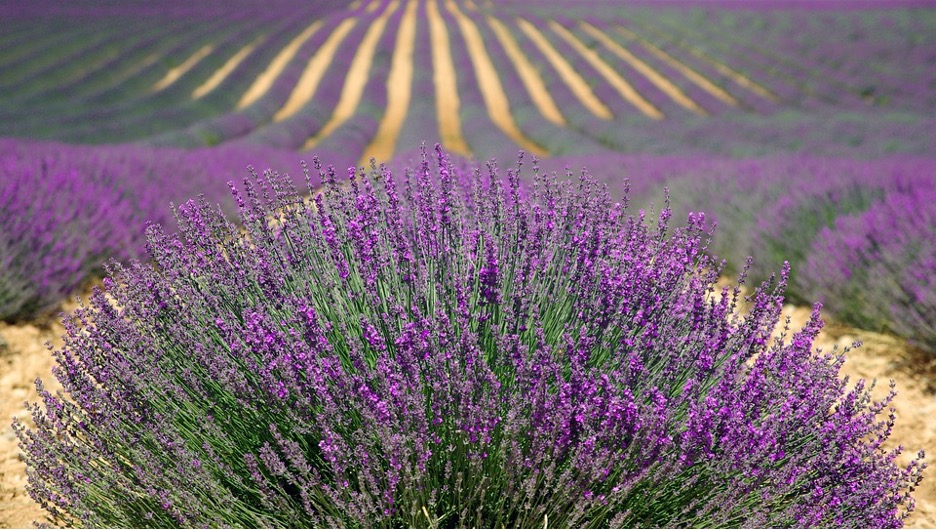 A vast field of purple lavender growing in rows