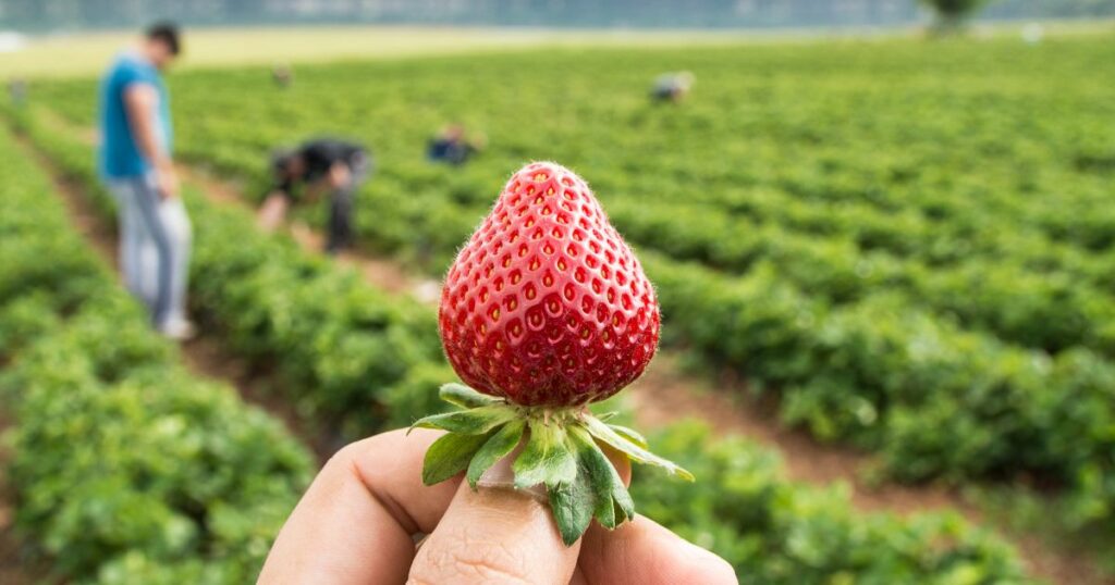 strawberry picking in niagara region niagara strawberry picking