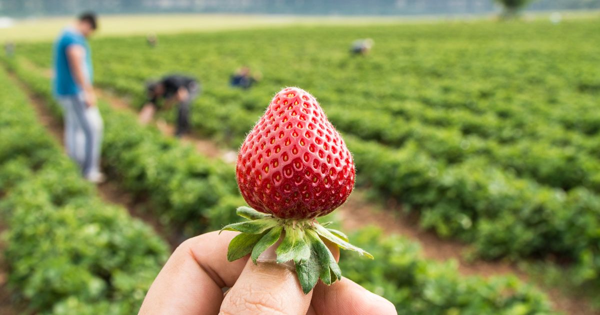 Pick Your Own Strawberry  