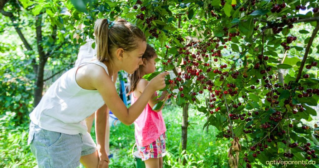 It's Cherry Picking Season! Here's Where to Pick Cherries Nearby ...