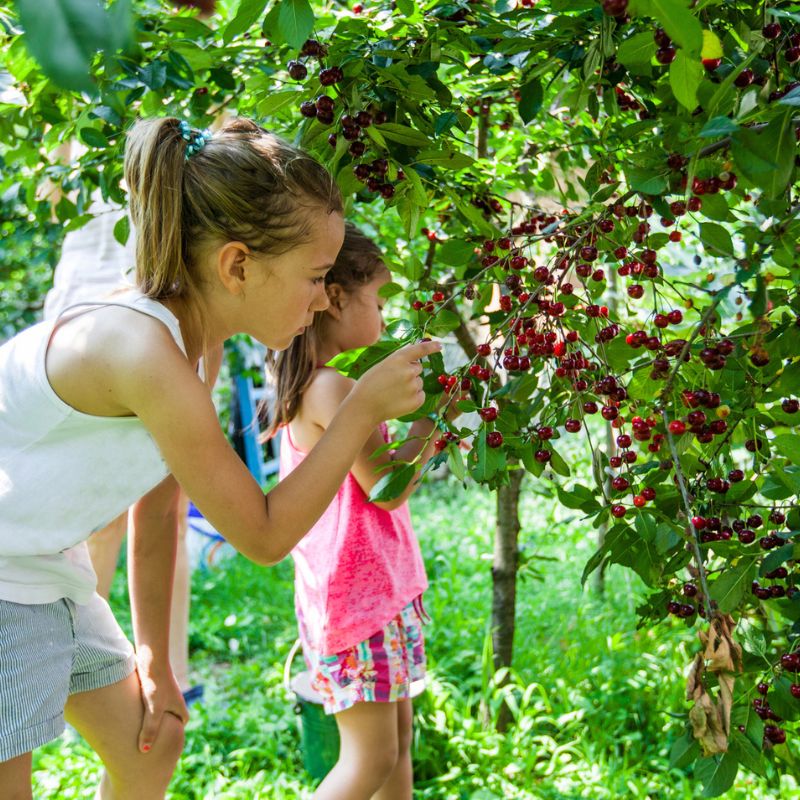 It's Cherry Picking Season! Here's Where to Pick Cherries Nearby