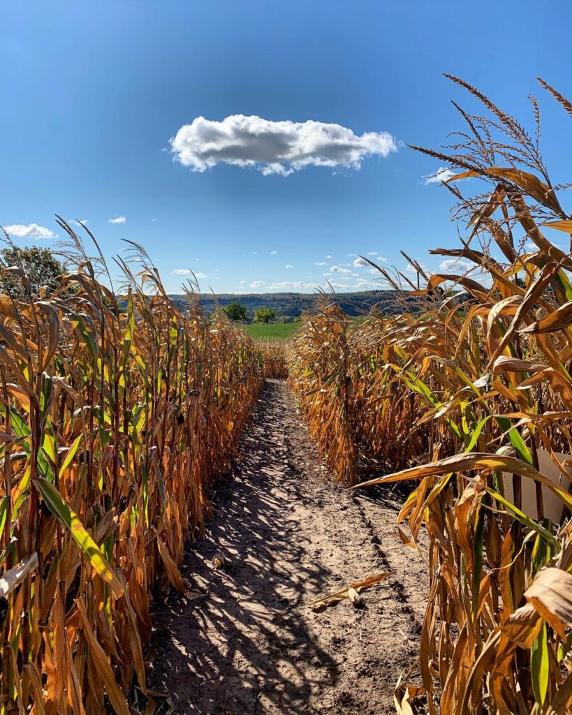 Dyment's Glen Drummond Farm corn maze