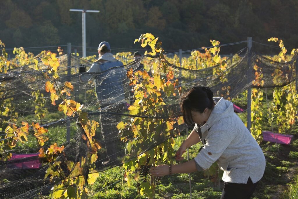 Niagara COllege Winery and Teaching College Kid-Friendly Wineries & Breweries to Visit in Niagara Region