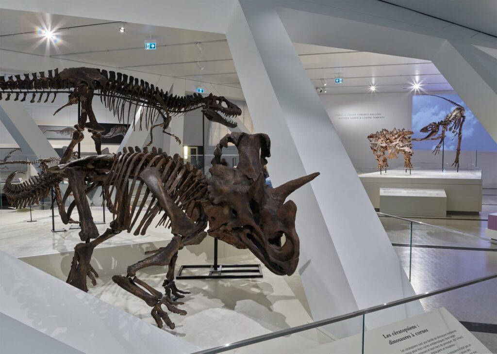 the ROM has a massive collection of fossils where to see dinosaurs near me