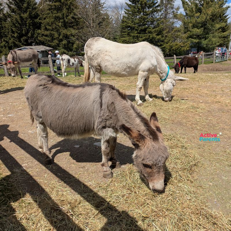 Donkey Sanctuary of Canada 
